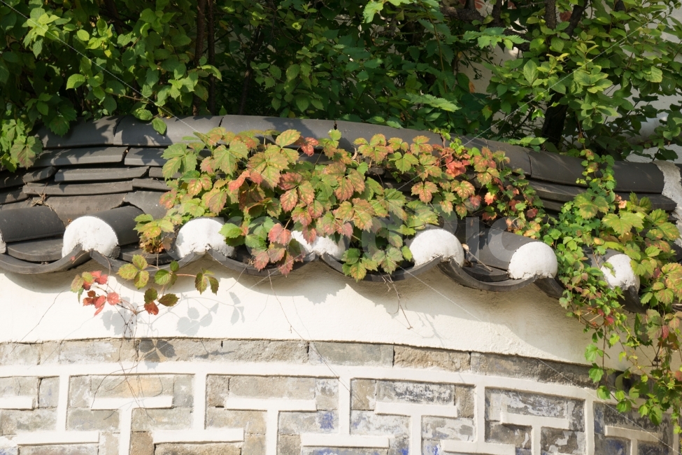 담쟁이,벽,식물,가을,자연,ivy,wall,fall,korea,식물,자연,plants,nature,한국전통,한국문화,korean traditional,korean culture