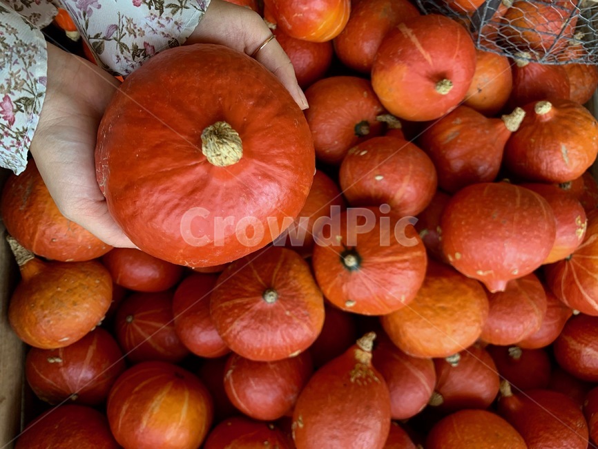호박,주황,오렌지색,야채,신선한,싱싱한,야채가게,야채마트,야채시장,펌킨,pumpkin,plant,식물,색감,음식,식재료,요리,food,cook,meal,dishes,food reserves