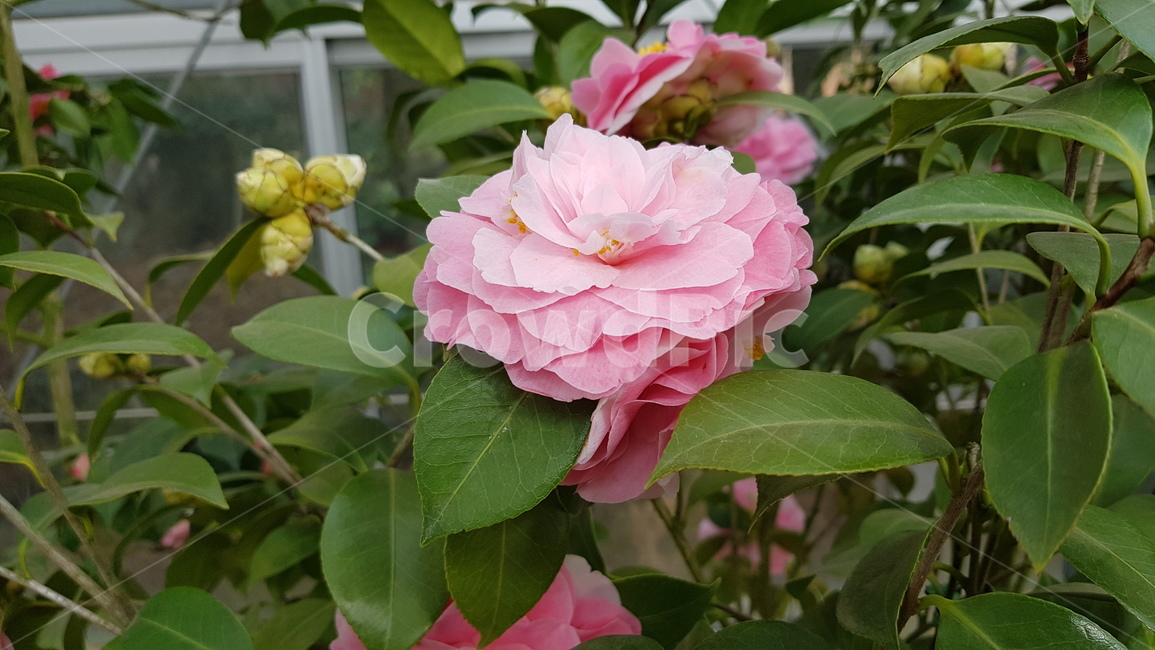 동백꽃,동백,카멜리아,제주,꽃,식물,자연,plants,nature,꽃,flower