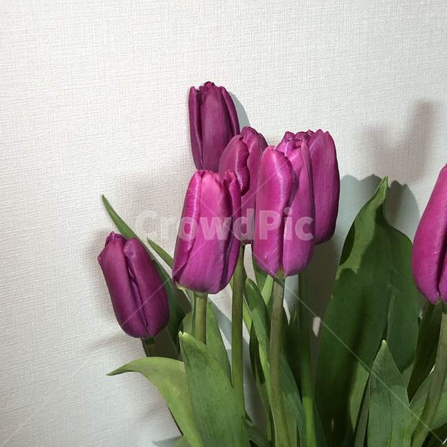 plant,식물,flower,꽃,blossom,튤립,보라색,식물,자연,plants,nature,꽃,flower