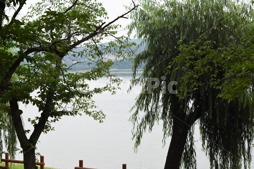 나무,풍경,공원,tree,park