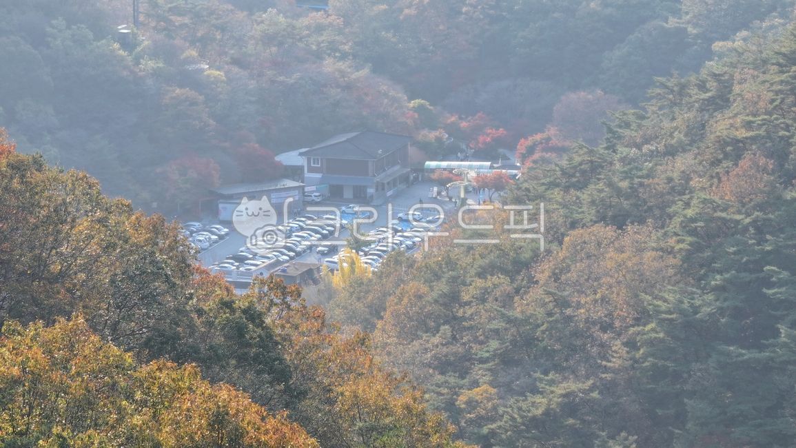 county park,Airline,nature,drone,Maple