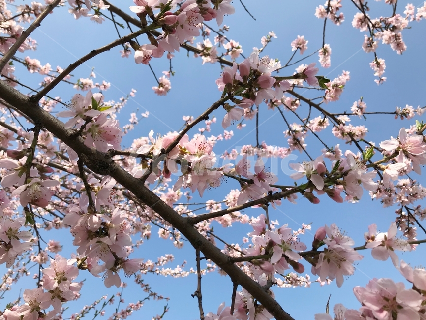 봄,벚꽃,꽃,사쿠라,spring,flower,season,cherry,pink,blossom,nature,blooming,branch,beautiful,sky,sakura,garden,tree,blue,하늘,자연,풍경,봄꽃,파랑,파란하늘,분홍