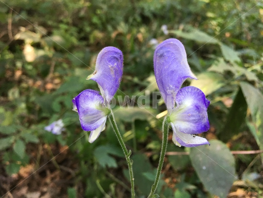 iris,아이리스,blossom,flower,꽃,plant,식물,geranium,제라늄,식물,자연,plants,nature,꽃,flower
