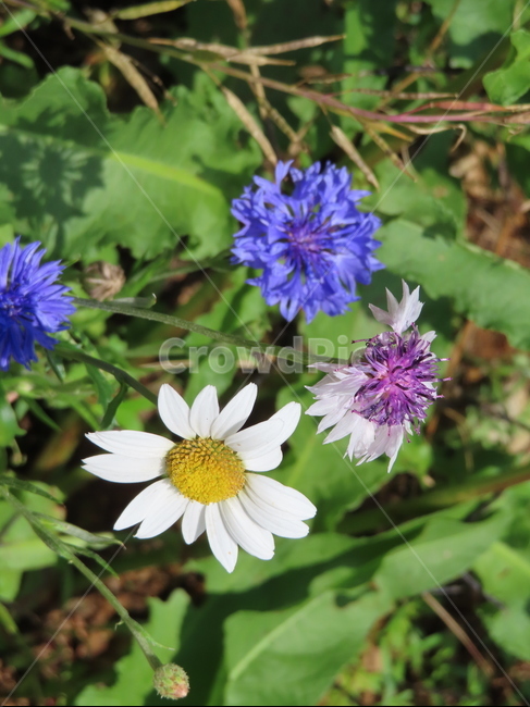 피어나다,꽃,아름다움,식물,공원,귀여운,화려한,자연,comeout,flowers,beauty,plants,parks,pretty,beautiful,natural