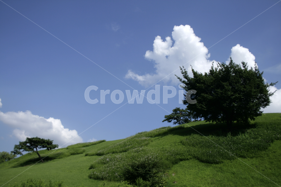 하늘,뭉게구름,구름,나무,하얀구름,초록,여름,sky,cloud,자연,풍경,nature,landscape,식물,plants,나무,trees,wood,slope,경사,plant,grass,잔디,outdoors,옥외