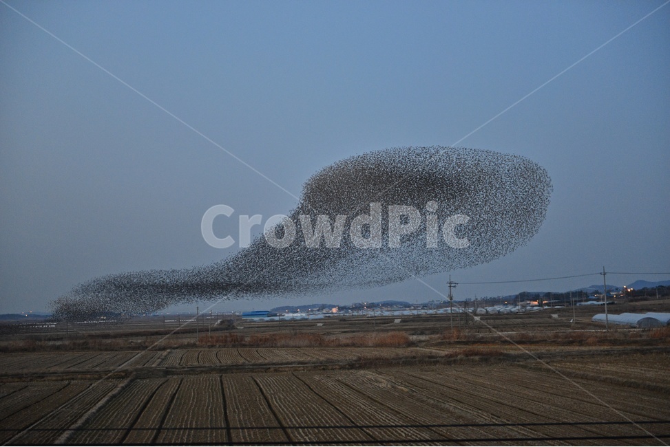 nature,자연,outdoors,옥외,animal,동물,flock,대군,고창,동림지,가창오리,가창오리군무,군무,농경지,농업,농사,경작