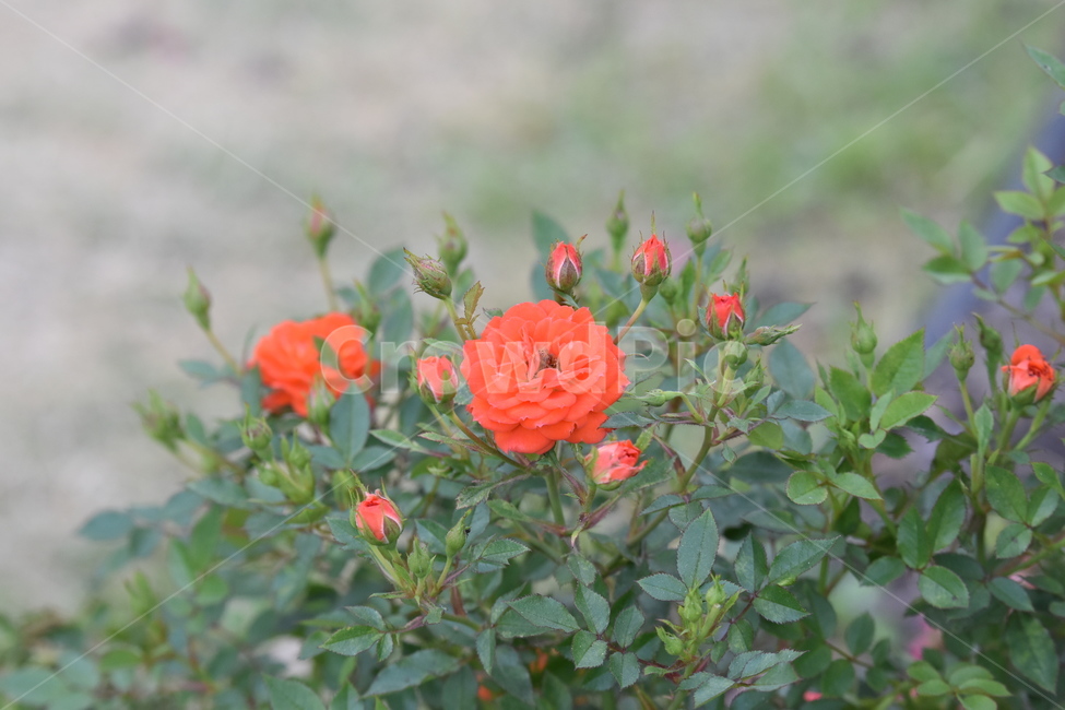 장미,꽃봉오리,꽃,식물,flower,식물,자연,plants,nature,꽃,flower