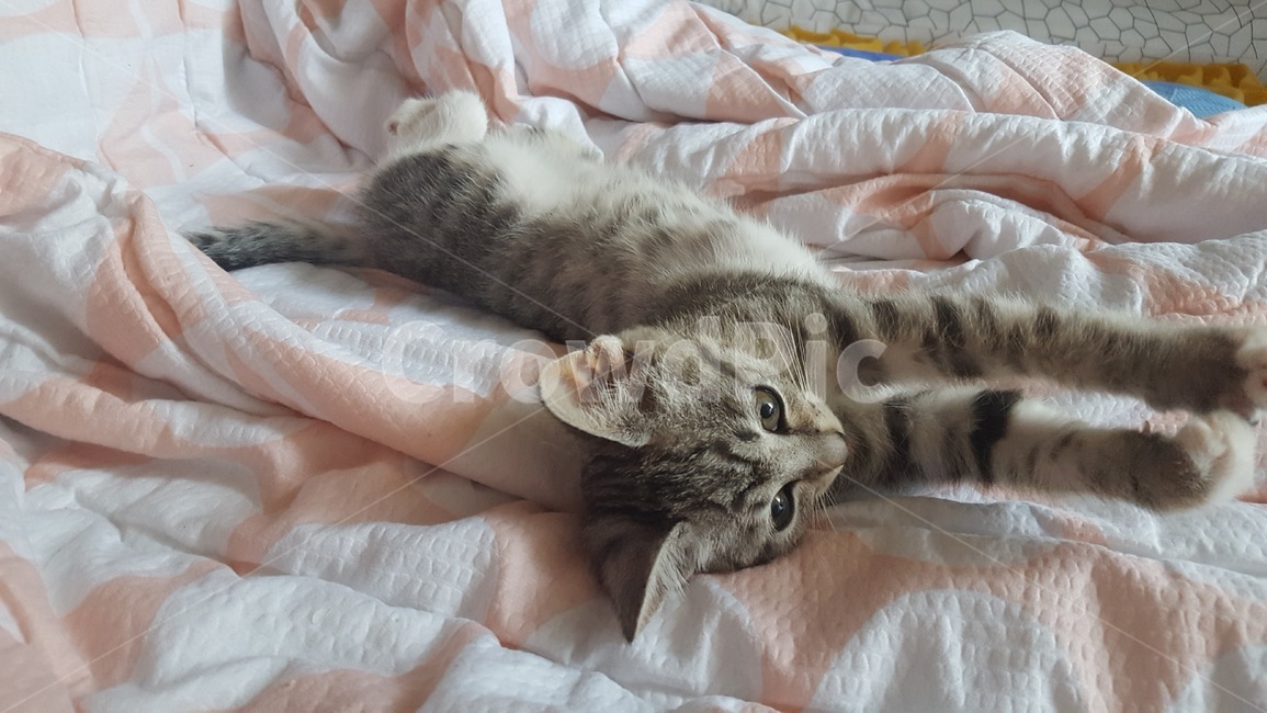 고양이,기지개,암컷,믹스묘,고등어태비,길냥이,반려동물,가족,pseudoidea,cat,휴식,나른한