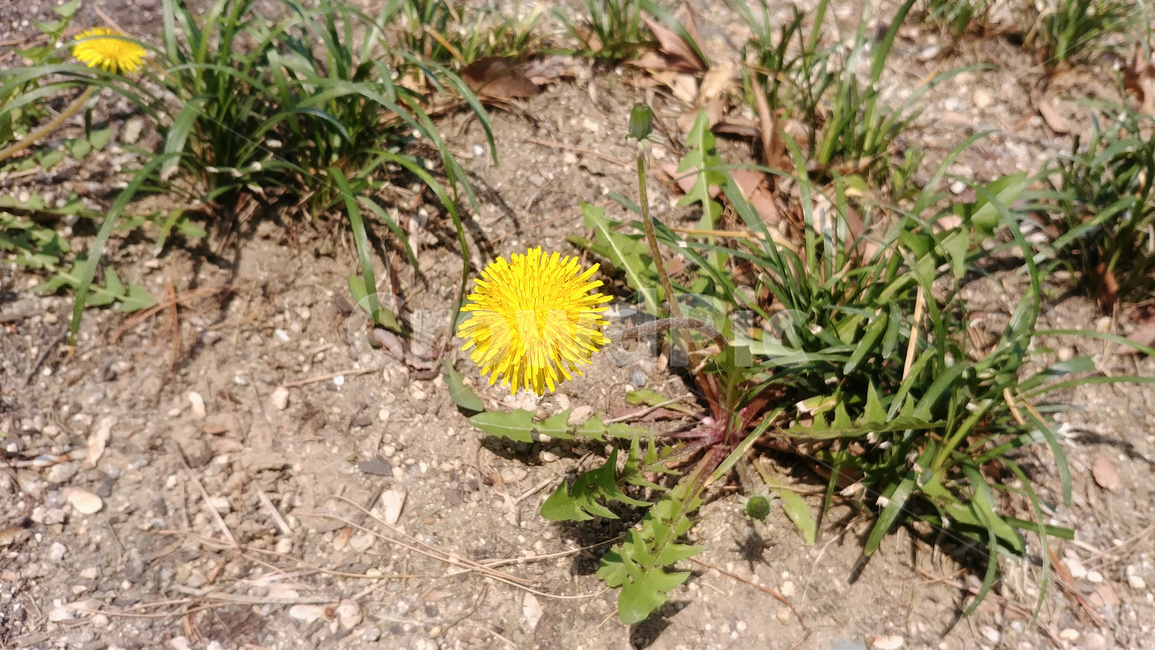 민들레,dandelion,식물,봄,꽃