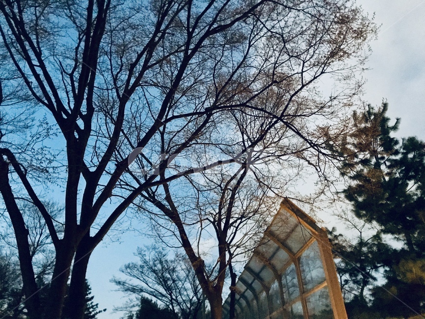 하늘,나무,저녁,밤,풍경,자연,구름,가로등,자연,풍경,nature,landscape,tree,plant,식물