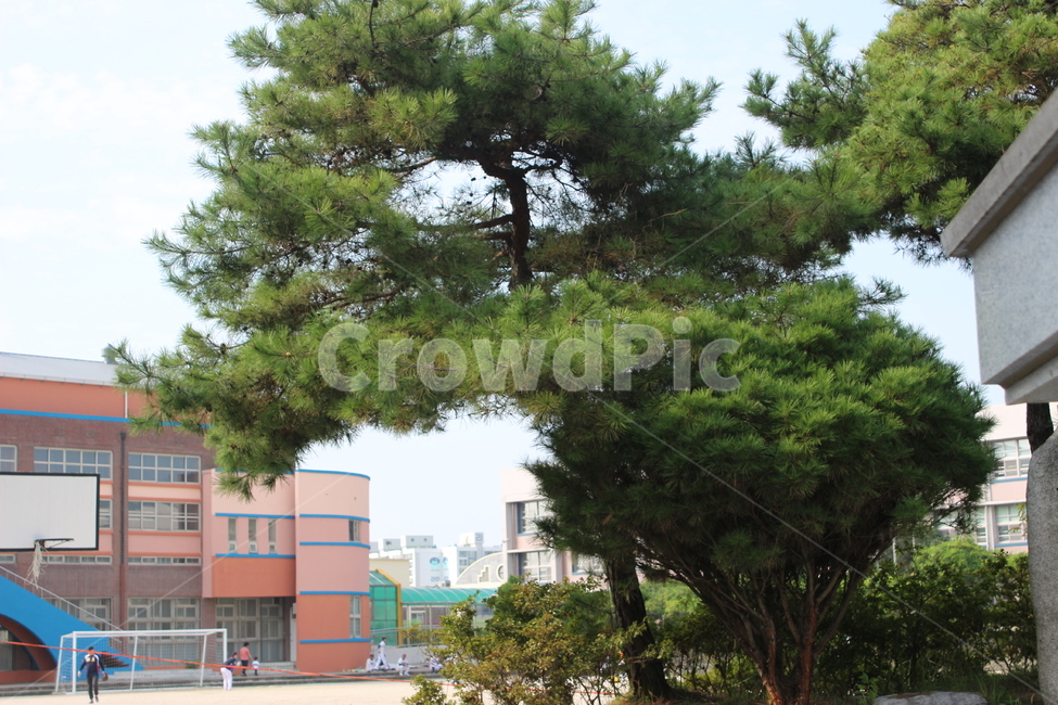 식물,사람,plant,tree,나무,학교,운동장,공원,분재