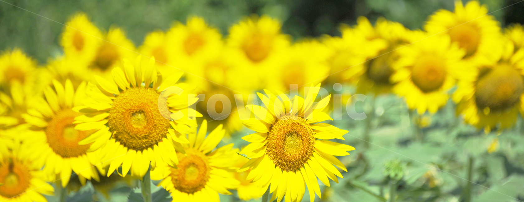 해바라기,여름,아름다움,노란색,풍경,식물,자연,plants,nature,꽃,flower