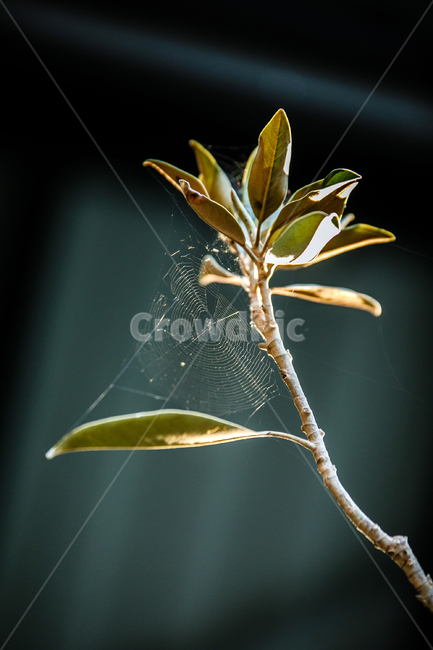 거미줄,나무,거미,spidr,web,tree,초목,식물,자연,plants,nature