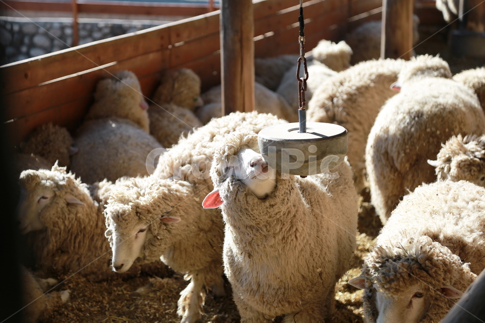 양떼목장,양,sheep,목장,양띠,웃는양