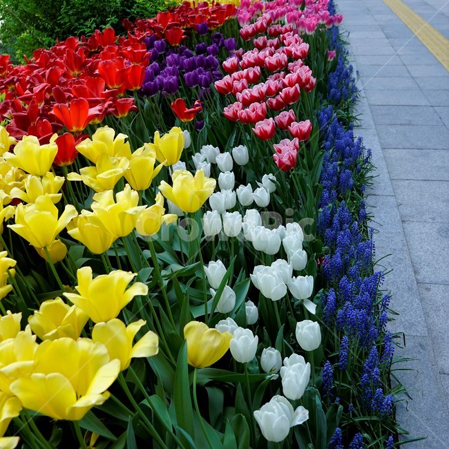 튤립,봄,bloom,꽃,식물,자연,화사함,꽃향기,tulip,colorful,floral,flower,gardenflowers,happymind,life,nature,plant,spring봄,spring,노랑색,식물,자연,plants,nature,꽃,flower