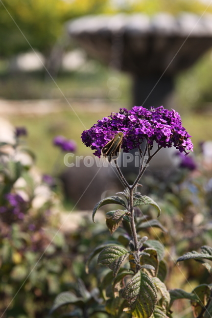 자연,꽃,벌,나비,보라색,바이올렛,식물,plant,flower
