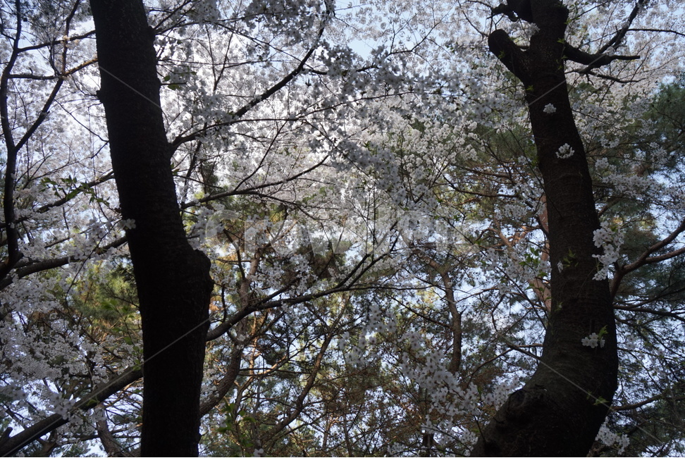 풀,수풀,공원,산,등산,우거진,우거진숲,식물,울창하다,울창함,울창,나무가지,바위,소풍,숲속,돌길,돌담,등산길,등산로,숲길,벚꽃길,길,꽃길,벚꽃,벚꽃나무,나무,숲,풍경,자연,봄,계절,spring,season,식물,자연,plants,nature,나무,trees,wood,plant