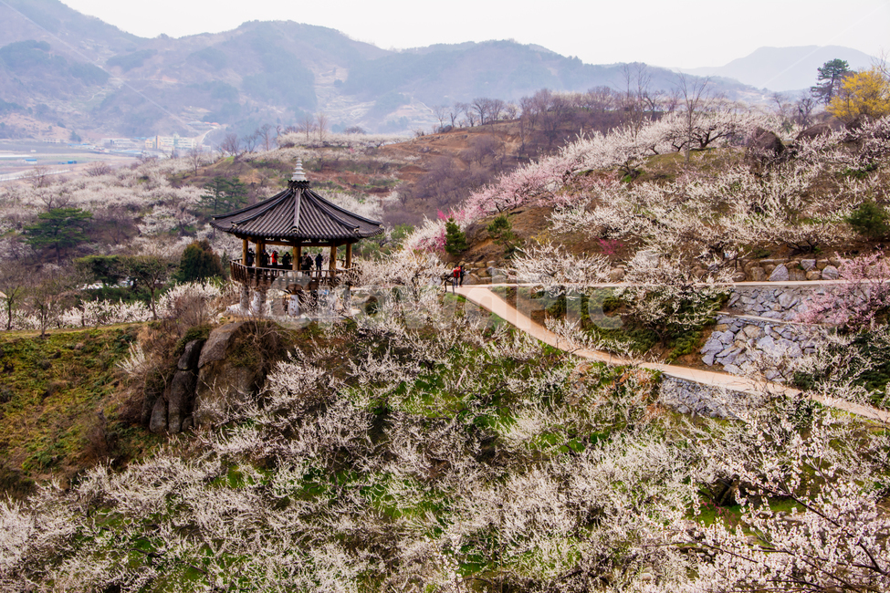 봄,꽃,매화,청매실농장,광양,초가집,한국,전통,봄,계절,spring,season,자연,풍경,nature,landscape,한국자연풍경,한국자연경관,korea nature landscape,사람들,대중,군중,other people,crowd