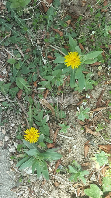 민들레,꽃,자연,아름다움,작은꽃,식물,자연,plants,nature,꽃,flower