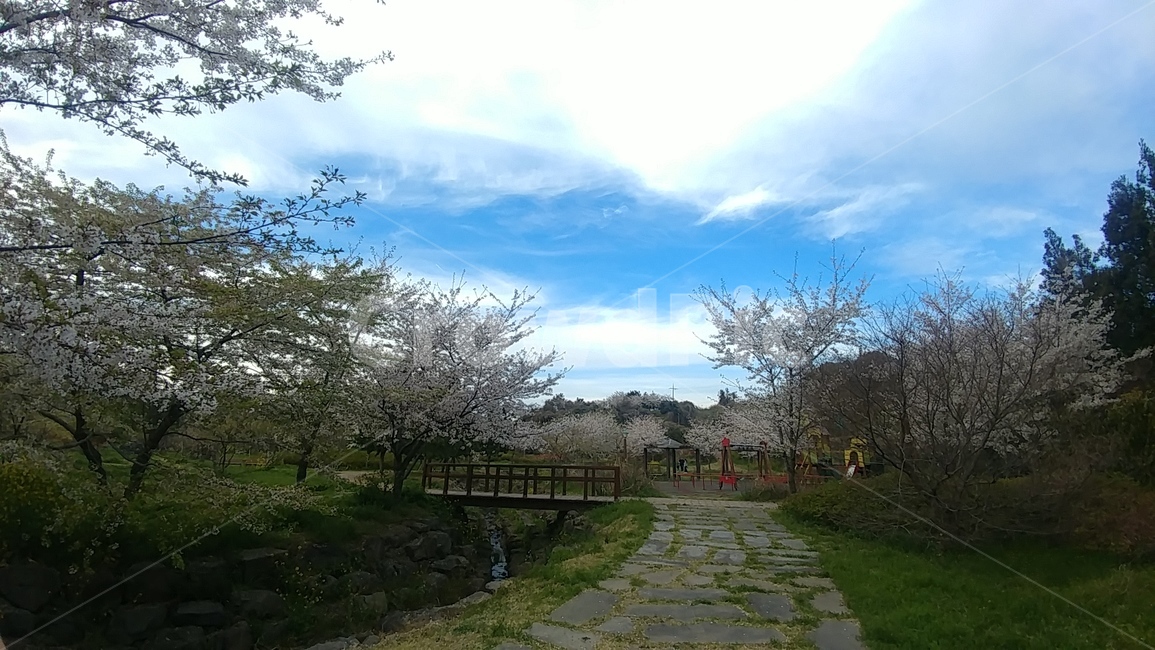 공원,산책로,제주벚꽃,벚꽃,나들이,자연,풍경,nature,landscape,flagstone,판석,path,통로,walkway,보도