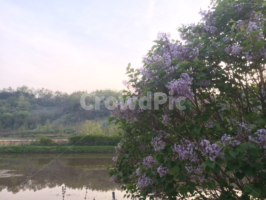 라일락꽃,라일락,논경지,논밭,lilac,flower