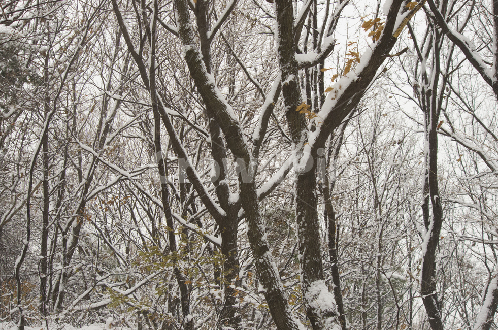 눈,나무,설경,흰눈,겨울,눈내린,scene,view,feeling,emotion,nature,landscape,풍경,감정,감성,자연,계절,season,snow,white,winter,풍경사진,감성사진,정취