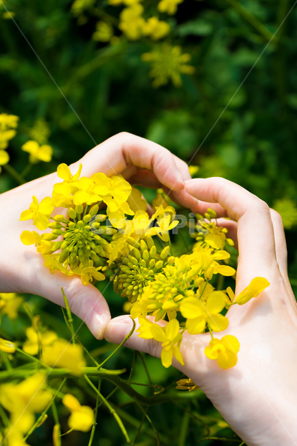 plant,식물,human,인간,person,사람,hand,손,heart,하트,유채꽃,rapeblossom,rapeflower,spring,yellow,봄,노랑색,식물,자연,plants,nature,꽃,flower,신체일부,몸,body