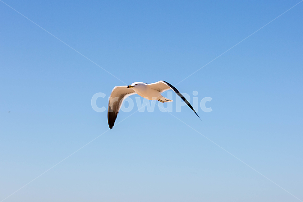갈매기,비행,새,조류,바다,동물,animal,조류,새,birds