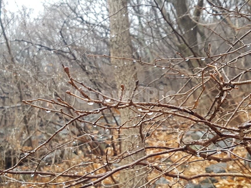 구덕산,겨울비,운무,나목,빗방울,식물,자연,plants,nature,비,비오는날,rain,rainy