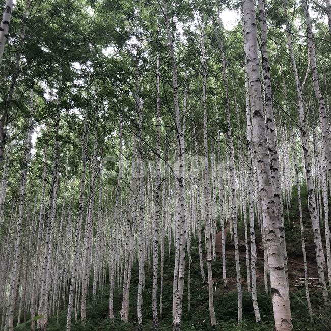 자작나무,나무,숲,자작나무숲,숲속,나무,trees,wood