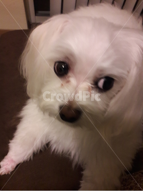 pet,dog,puppy,애완동물,cute,동물,animal,포유류,mammal,개,강아지,dog,doggy