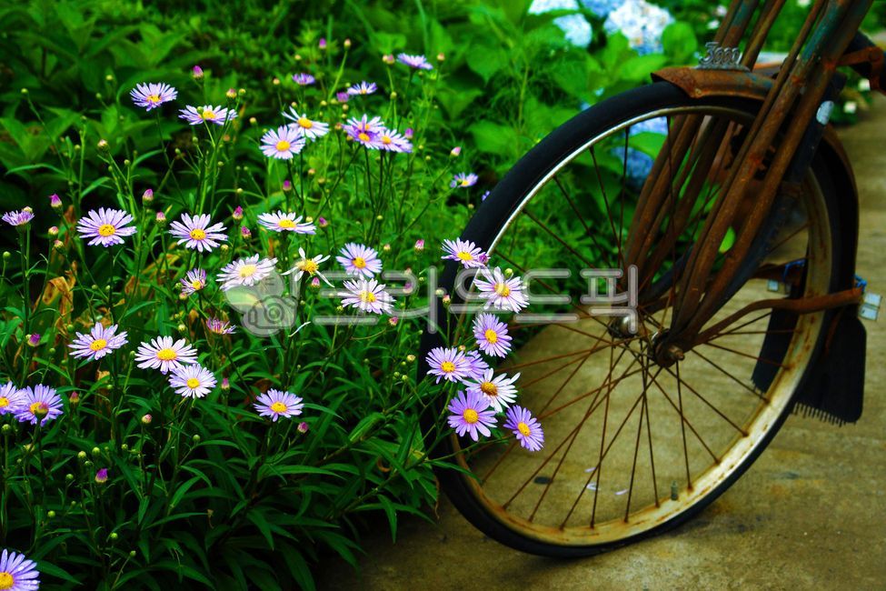 꽃과자전거,bike,벌개미취,별개미취,montaneaster,꽃,flower,식물,plantlife,자전거,바퀴,살,기계,machine,spoke,wheel
