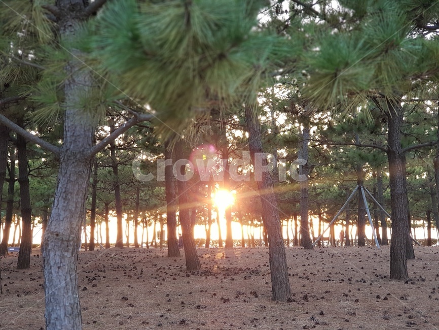 sunlight,Dadaepo,Dadaepo Beach,sunset,sight,tree
