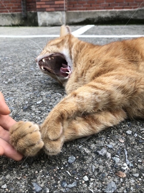 고양이,길고양이,고양이발,고양이입,귀여운,동물,animal,포유류,mammal,고양이,cat,kitten,kitty