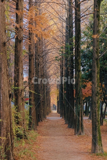가로수길,호산공원,대구,나무,낙엽,가을,가을,계절,fall,autumn,season,자연,풍경,nature,landscape,tree,plant,식물,tree trunk,나무 줄기