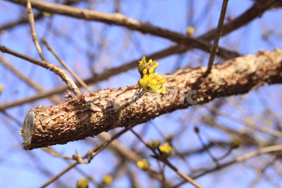 봄,자연,매화,꽃,매화꽃,매화마을,spring,flower,nature,season,나무,식물,봄꽃,계절,봄,계절,spring,season,식물,자연,plants,nature,꽃,flower,tree,plant