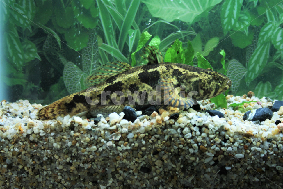 Special species,snail and,Eorokdongsari,Korean endemic species,freshwater fish