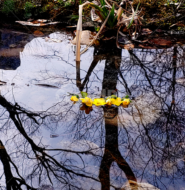nature,자연,outdoors,옥외,연못,reflection,물,water,늪,marsh,습지,햇빛,반사,물반사,빛반사,빛,light,꽃,노란색,노란꽃,flower,plant,식물,나무,공원,pond,잔잔함,잔잔,한적함,상쾌,맑음,깨끗함,적막,한적,감성,감성사진