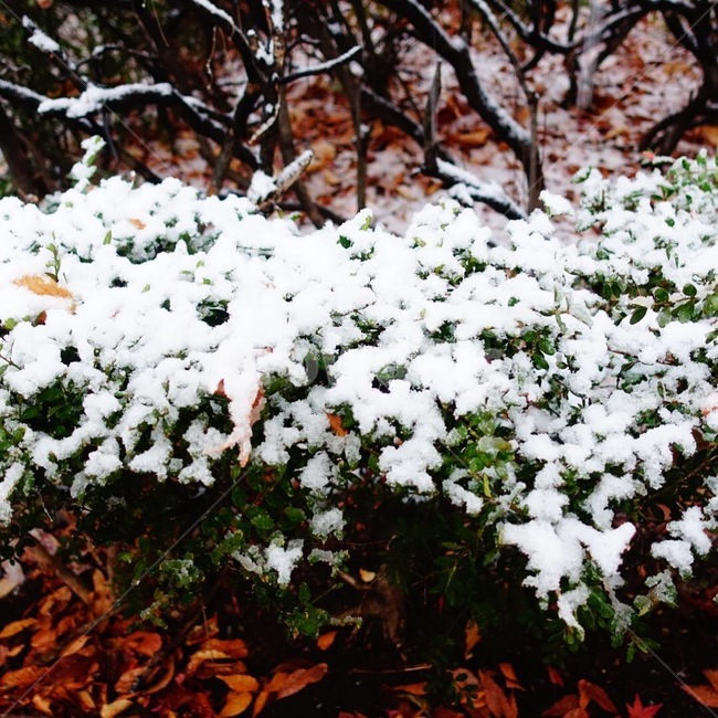 눈,눈꽃,눈의꽃,winter,겨울꽃,겨울,계절,winter,season