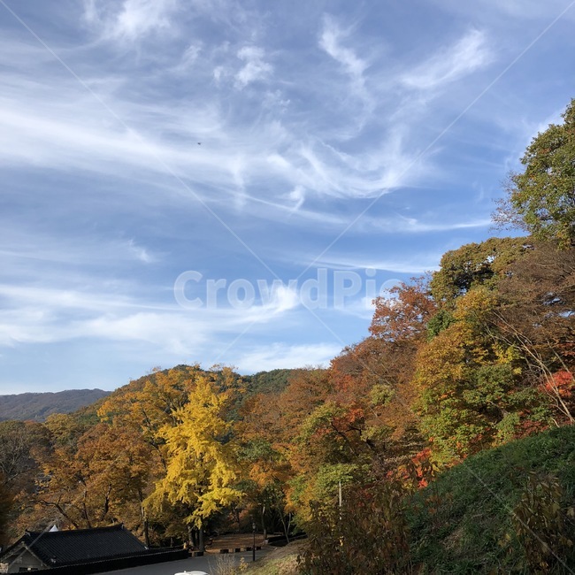 가을,하늘,구름,단풍,낙옆,가을,계절,fall,autumn,season,자연,풍경,nature,landscape,outdoors,옥외