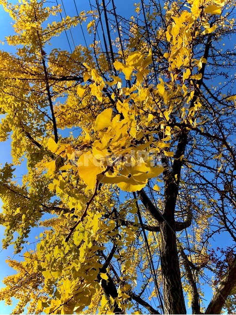 plant,식물,tree,나무,yellow,은행나무,가을,가을,계절,fall,autumn,season