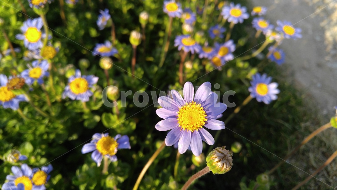 꽃,보라색꽃,보라색,식물,공원,녹색,배경,감성,계절,flowers,purpleflower,purple,plants,pakk,green,background,emotional,season,bloom,floral