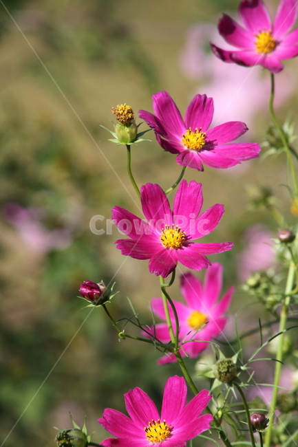 코스모스,꽃,식물,가을꽃,cosmos,가을,계절,fall,autumn,season,식물,자연,plants,nature,꽃,flower,blossom,geranium,제라늄,plant,petal,꽃잎