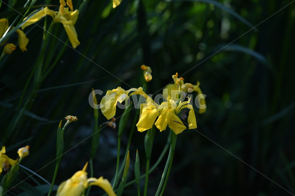식물,꽃,자연풍경,감성사진,봄,5월,창포,노랑,식물,자연,plants,nature,꽃,flower