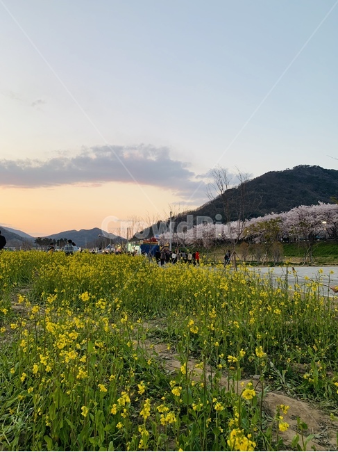유채꽃,벚꽃,하늘,노을,나무,봄,계절,spring,season,자연,풍경,nature,landscape,outdoors,옥외,grassland,목초지,field,들