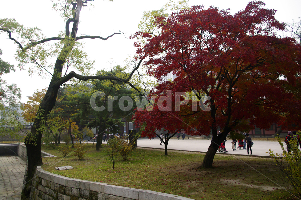 가을,fall,나무,식물,plant,단풍,잎,가을,계절,fall,autumn,season,자연,풍경,nature,landscape,사람들,대중,군중,other people,crowd,tree