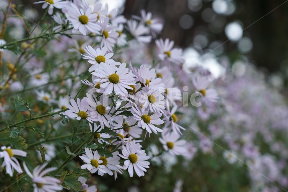 가을,구절초,자연,꽃,식물,예쁨,autumn,fall,season,flower,계절,식물,자연,plants,nature,꽃,flower