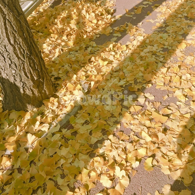 은행나무,은행잎,따스함,ginkgoleaf,yellow,road,가을,계절,fall,autumn,season,plant,식물,leaf,잎
