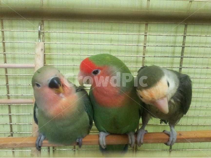 새,앵무새,조류,애완새,노란앵무,동물,animal,조류,새,birds